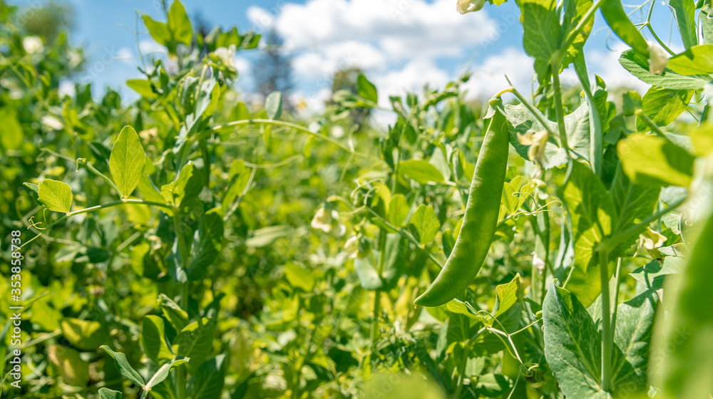 organic sugar green peas in a field on a farm ripening under the sun organic sugar green peas in a field on a farm ripening under the sun