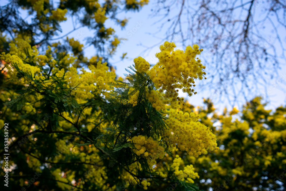 yellow mimosa flower tree plant in spring city park yellow mimosa flower tree plant in spring city park