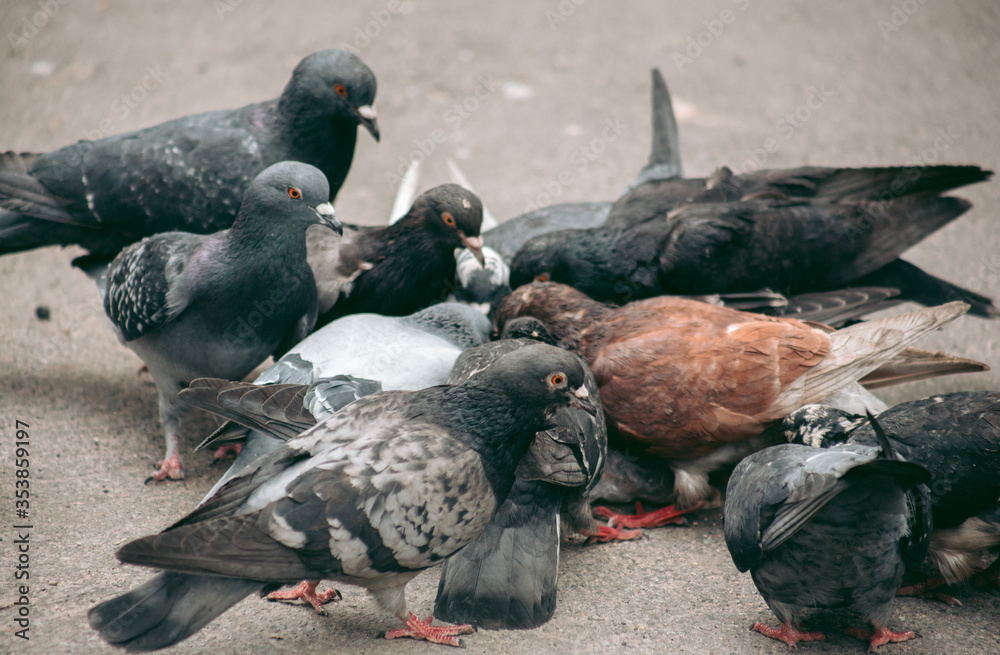 Fototapeta premium A flock of pigeons eats on the street