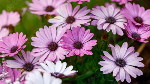 Purple African daisy Osteospermum flower plants in summer cottage garden © Maksims