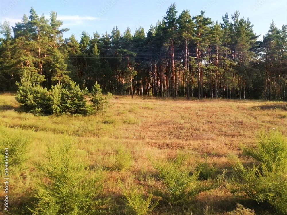 Meadow with dry grass in front of a pine forest