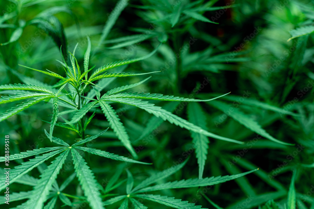 Hemp - medical plants, Cannabis is a genus of flowering plants , beautiful wallpaper background. Hemp - medical plants, Cannabis is a genus of flowering plants , beautiful wallpaper background.