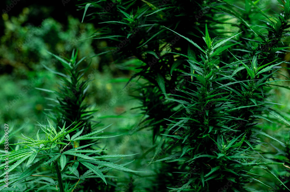 Hemp - medical plants, Cannabis is a genus of flowering plants , beautiful wallpaper background.