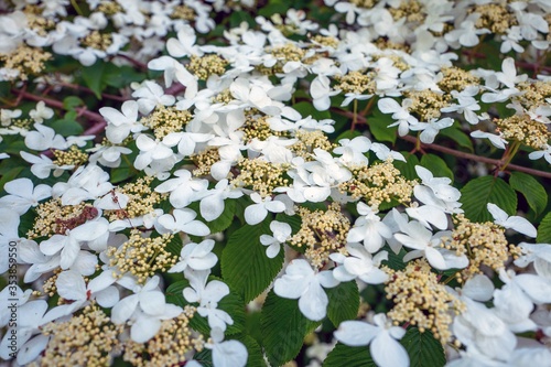 Viburnum Plicatum, Japanese Snowball tree blossoms in the springtime. photo