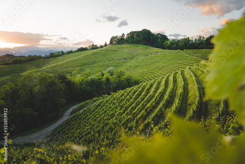 Tableau sur toile Italian vineyards countryside at sunset, Friuli Venezia Giulia, Udine Province, Aquila del Torre