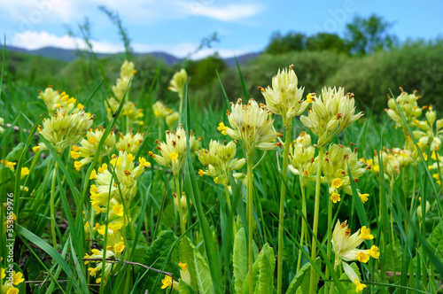 Spring flowers Primula veris  cowslip  cowslip primrose   on a green meadow in mountains. Medicinal plant in the natural environment