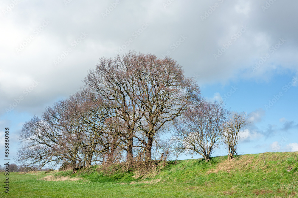Landscape with trees at the Oudemirdumer Klif in Friesland, the Netherlands. Landscape with trees at the Oudemirdumer Klif in Friesland, the Netherlands.