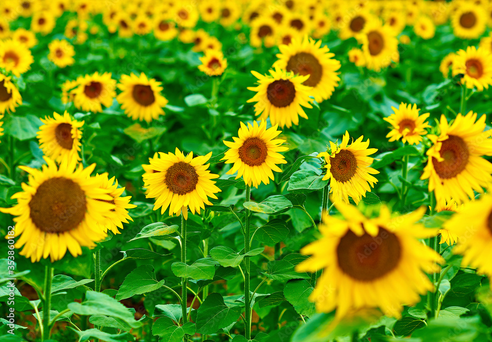 sunflower field in summer sunflower field in summer
