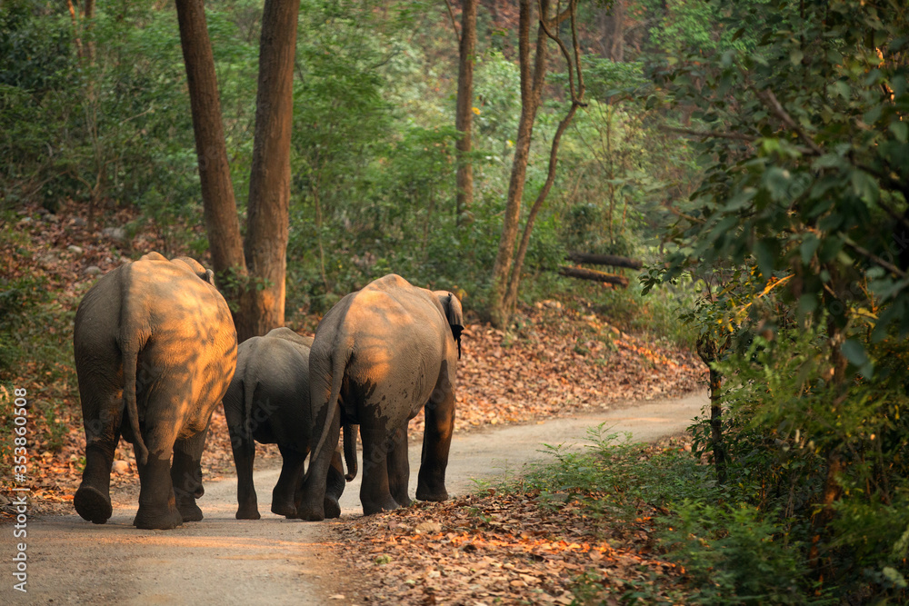 Fototapeta premium Asiatic elephants moving on the roads of Jim Corbett National Park