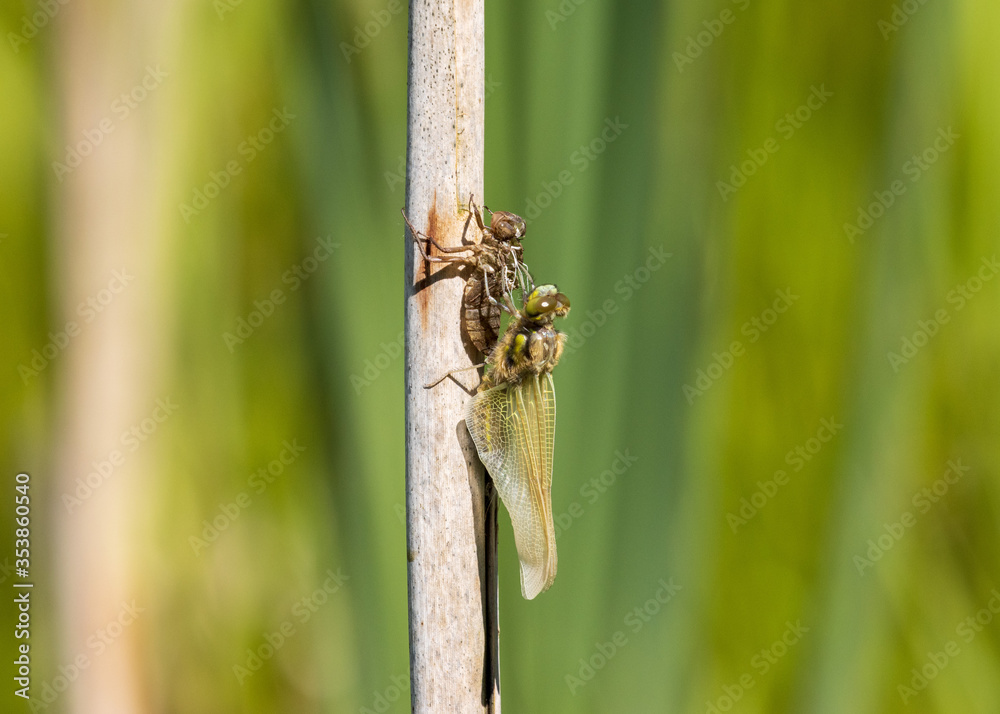 Fototapeta premium A dragonfly hatches out of its nymph