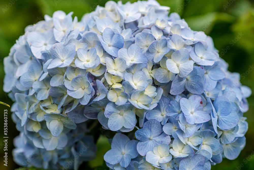 Beautiful blue full bloomed Hydrangea macrophylla flower close-up. Hydrangea grows in a Flower field Beautiful blue full bloomed Hydrangea macrophylla flower close-up. Hydrangea grows in a Flower field