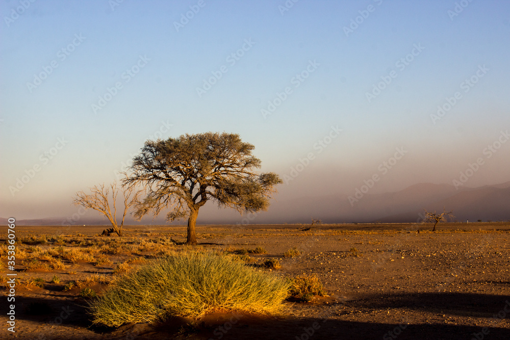 Thorn tree in desert with dust