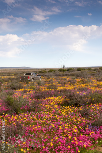 Truck drives through filed of brightly colored wild flowers photo