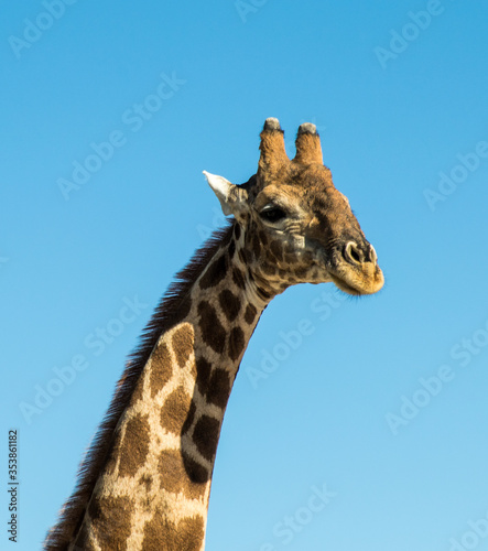 Giraffe's head against blue sky