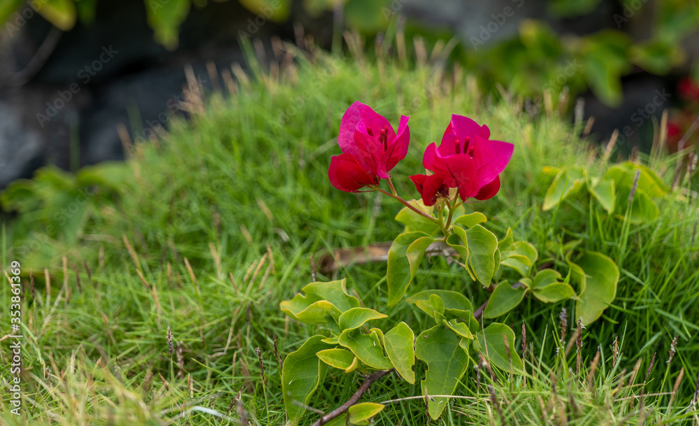 custom made wallpaper toronto digitalpink flowers in the garden