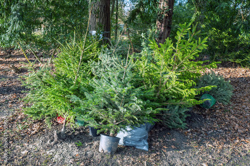 Fotografie Reuse of Christmas trees to be planted again for next year in Duivenvoorde, Voorschoten, Netherlands