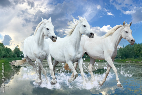 white purebred arabian horses galloping across the lake
