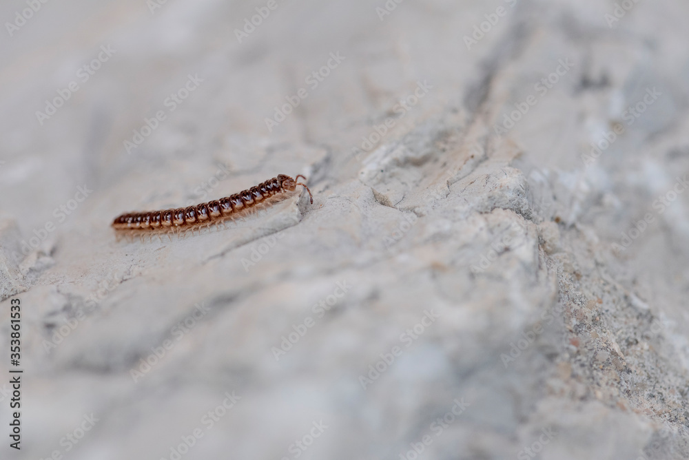Little centipede or millipede, oxidus gracilis, crawling at full speed on a lonely and steep white rock Little centipede or millipede, oxidus gracilis, crawling at full speed on a lonely and steep white rock