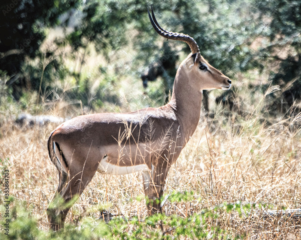 Naklejka premium impala antelope in kruger national park