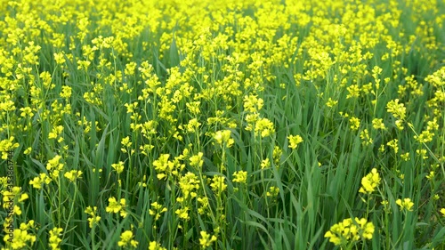 Rapeseed oil in rape field. Beautiful yellow flowers moving. Sunny day. Summer Herbal flowers.