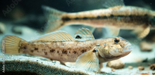 Round goby (Neogobius melanostomus) in an underwater environment, close-up