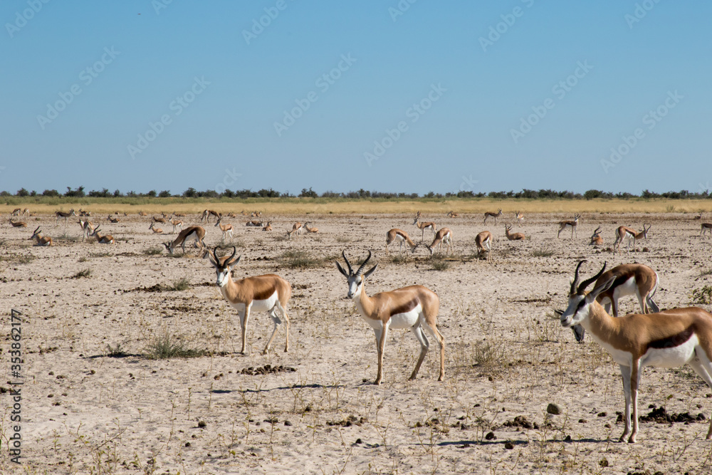 Springbok herd on plain in Africa Springbok herd on plain in Africa