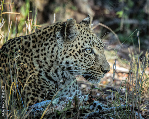 Leopard © Galen
