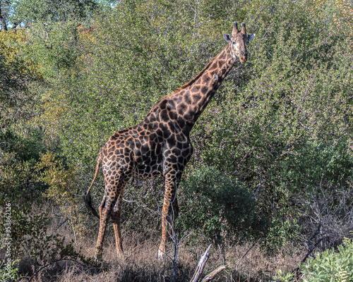 Giraffe