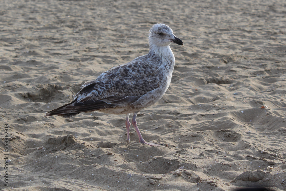 Obraz premium Seagull in the sand.