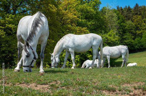 LIPIZZANER . PFERDE . HORSES . EQUESTRIAN
