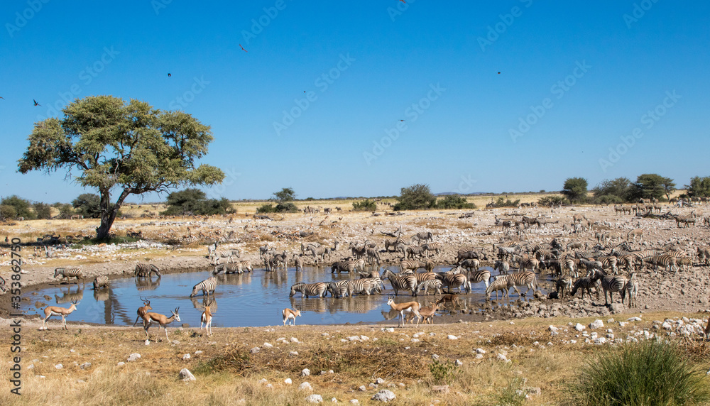 Animals at waterhole in Africa Animals at waterhole in Africa