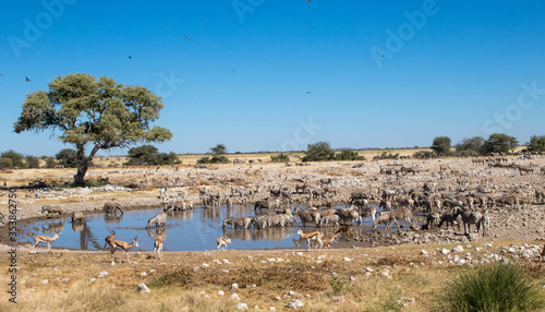 Animals at waterhole in Africa