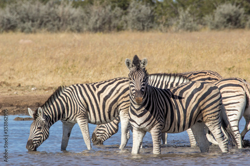 Zebra stares at camera
