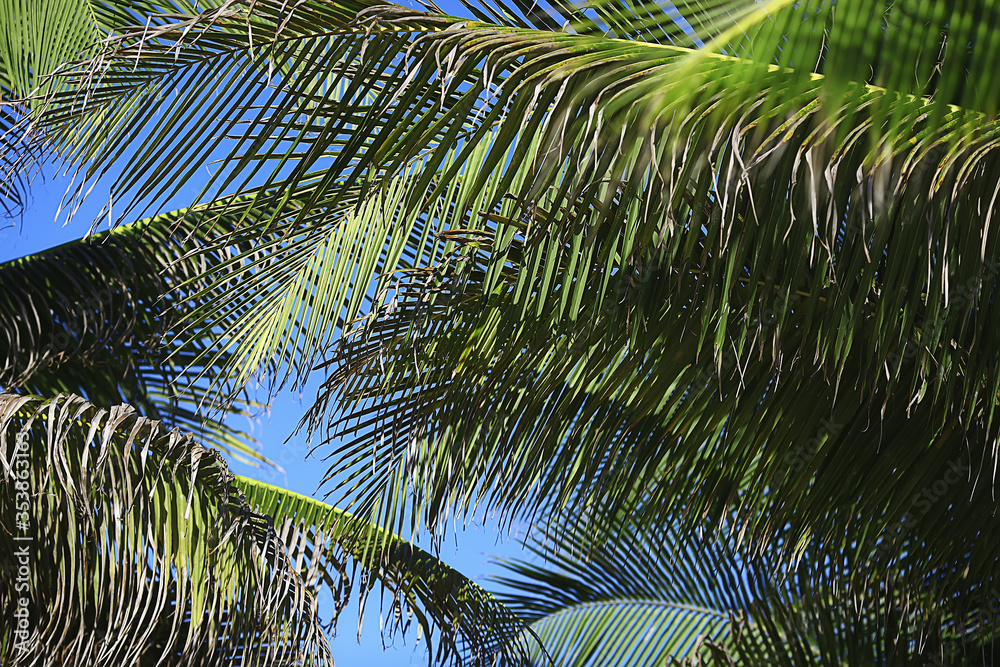 abstract palm leaves sun background, active summer vacation at sea abstract palm leaves sun background, active summer vacation at sea