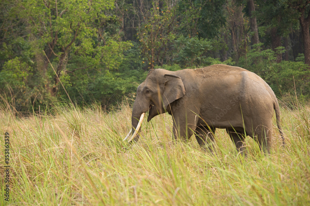 Obraz premium Asiatic elephants, Jim Corbett National Park