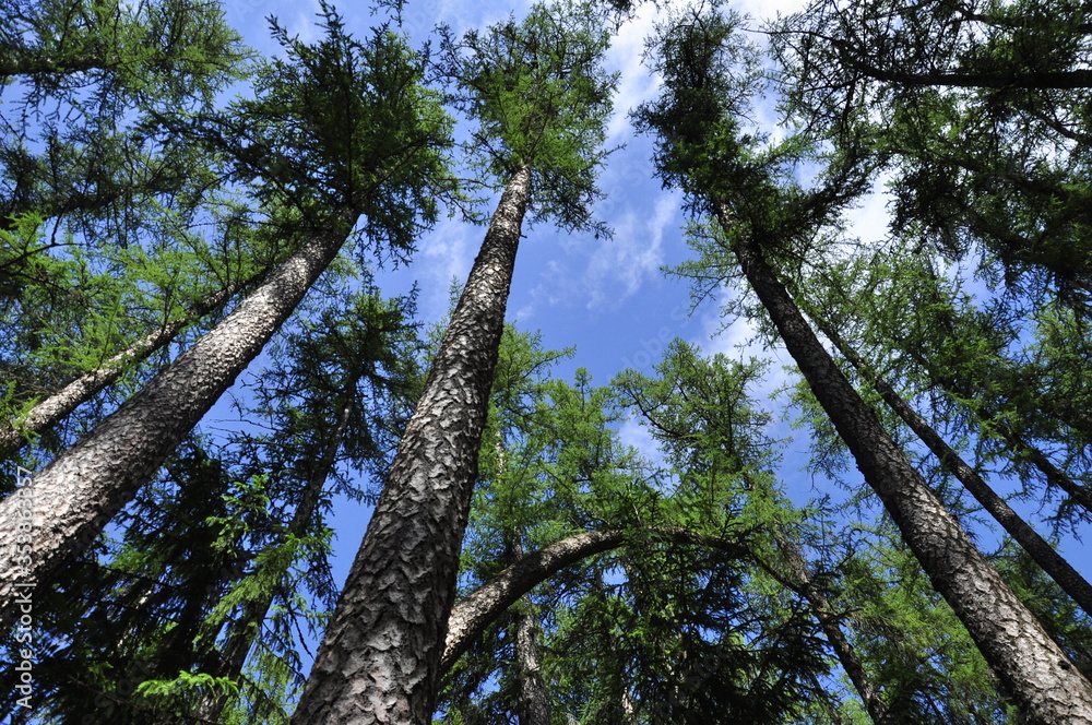Fototapeta premium Pine tree forest in spring.