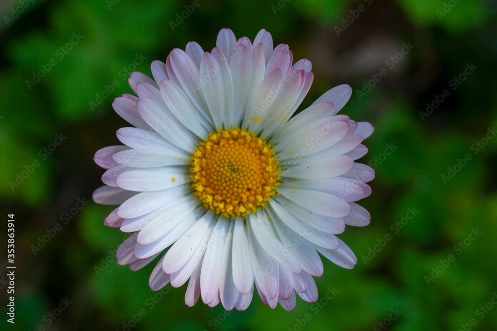 lonely bellis perennis in the spring grass close up lonely bellis perennis in the spring grass close up