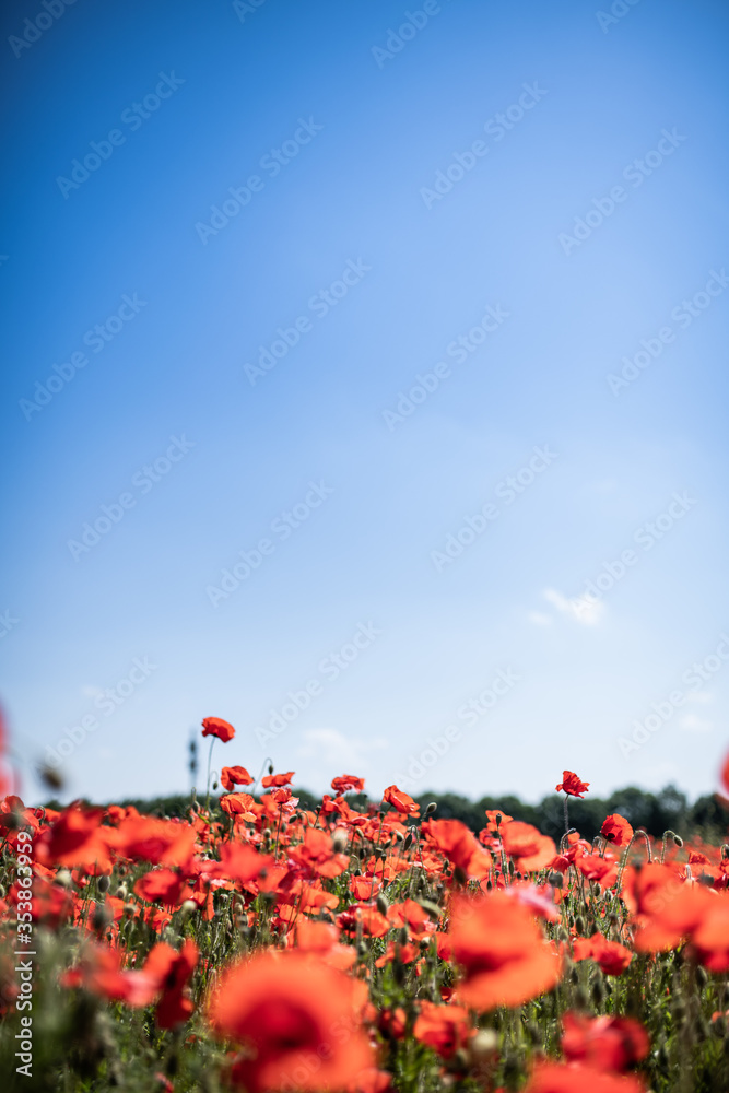 red poppies in a green field - obrazy, fototapety, plakaty 