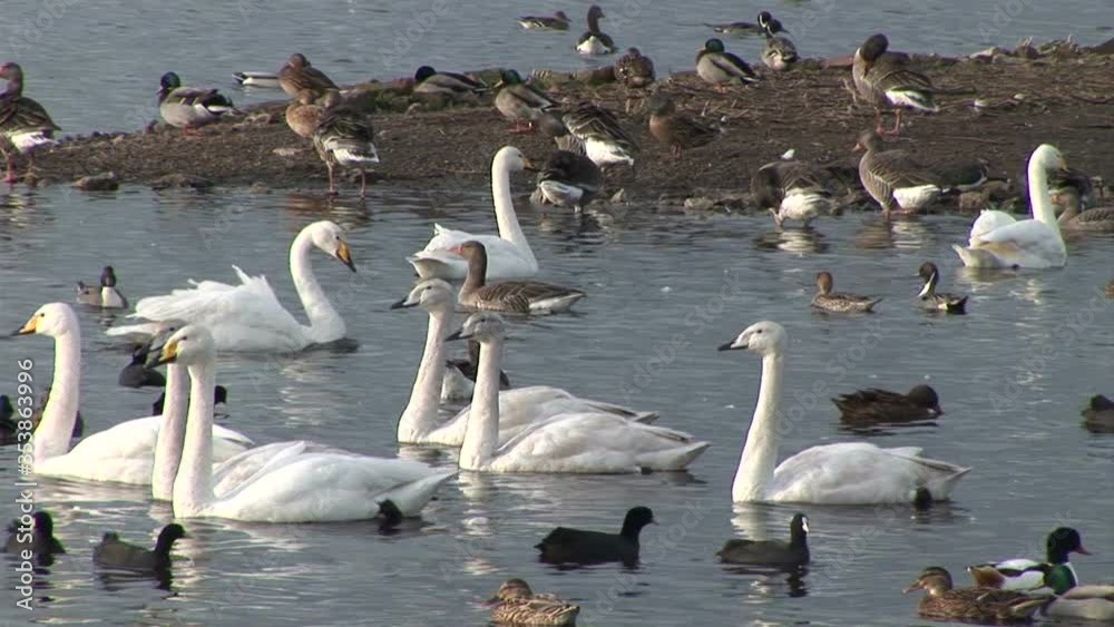 Wild swans and ducks in a nature reserve in England UK Wild swans and ducks in a nature reserve in England UK