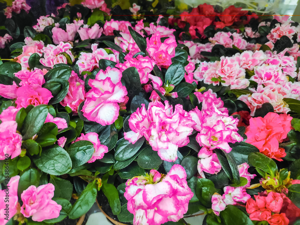 Group of beautiful pink flowers. Potted small house plants, home interior. Green homegardening concept.