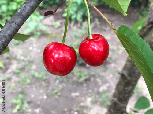 fruit tree branch with cherries