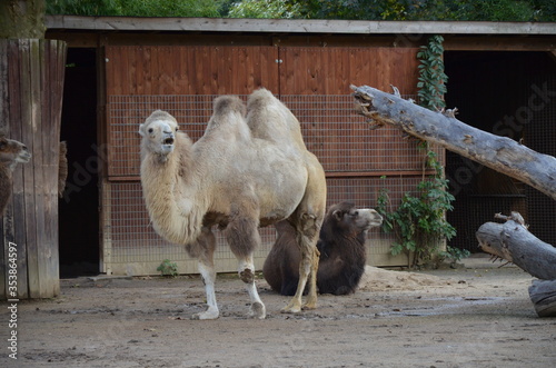 Side view of two humped camel standing in corral under sunlight at zoo photo