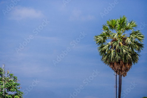 The blurry nature background of palm trees that grow along the fields or the seashore, surrounded by bright skies.