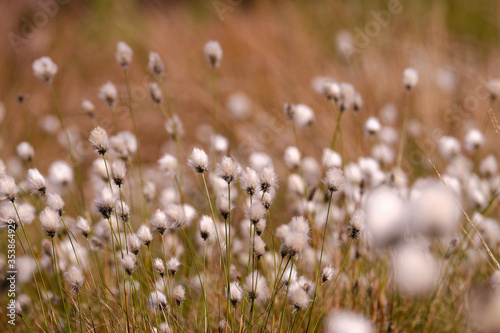 White cotton grass flower  scheucher wollegras  in a meadow  fen  swamp  water with shallow depth of field
