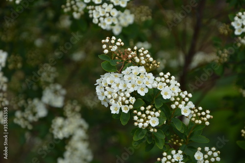 Spring - a flowering white meadowsweet. White small flowers (Thunbergs meadowsweet). photo