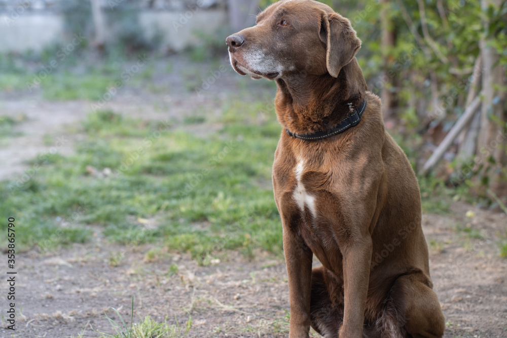 Chocolate Labrador Dog Laying on Grass Outdoors