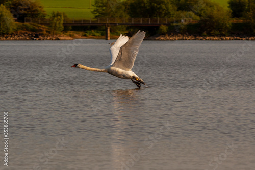 Mute swan flying on Harthill reservoir, Sheffield, U.K. photo