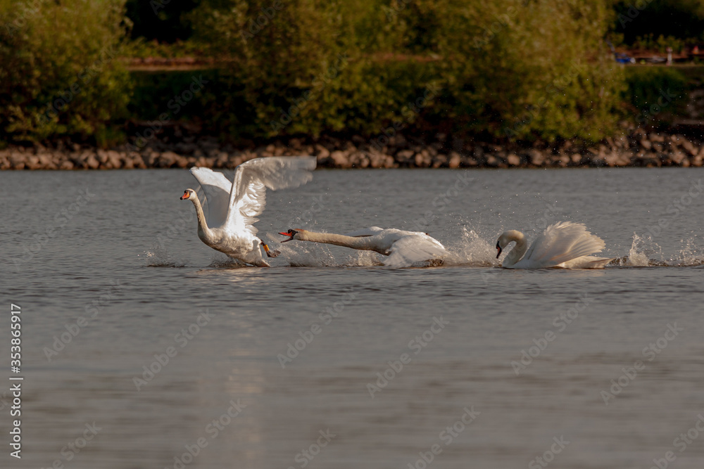 Mute swans being aggressive on Harthill reservoir, Sheffield, U.K.