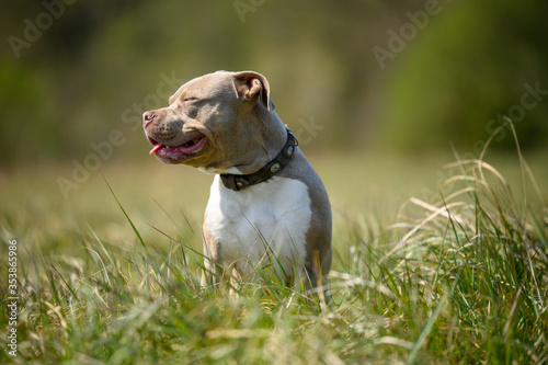 Hund in der Natur