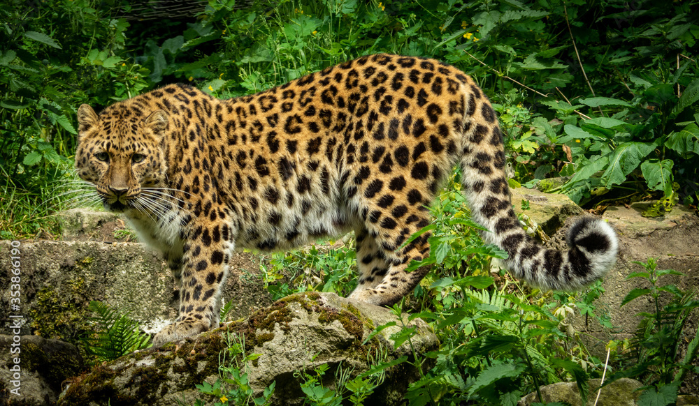Amur Leopard in the Zoo Amur Leopard in the Zoo